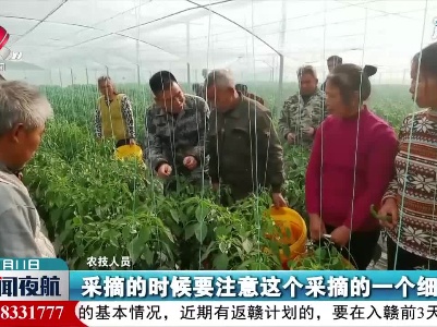 赣州：积极应对低温天气 保障蔬菜产业发展