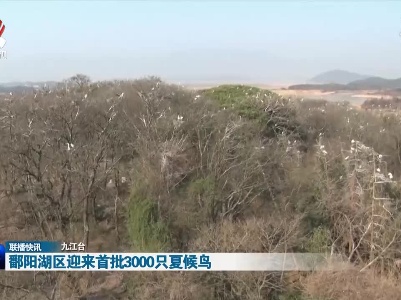 鄱阳湖区迎来首批3000只夏候鸟