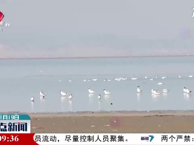 鄱阳湖鞋山湖水域首次迎来千余只越冬候鸟翘鼻麻鸭