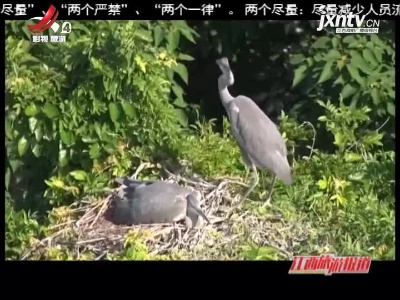 九江：都昌鄱阳湖区迎来首批3000只夏候鸟