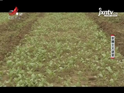 农博士大讲堂20210112 青梗花椰菜栽培技术