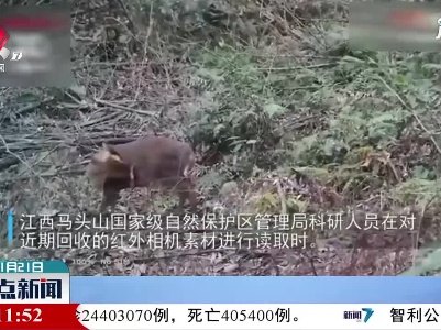 资溪县：黑麂出没 红外相机记录珍贵影像
