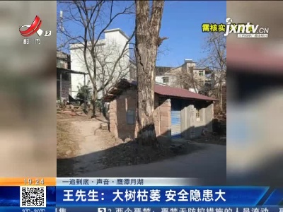【一追到底·声音】鹰潭月湖·王先生：大树枯萎 安全隐患大