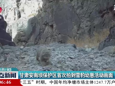 甘肃安南坝保护区首次拍到雪豹幼崽活动画面