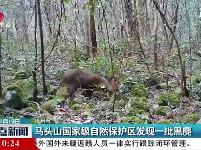 马头山国家级自然保护区发现一批黑麂