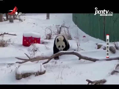 沈阳：熊猫“嬉”雪记