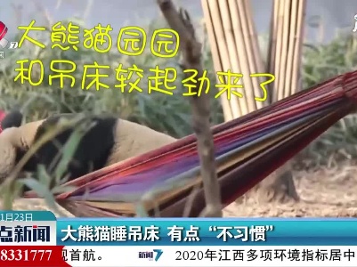 陕西西安：大熊猫睡吊床 有点“不习惯”