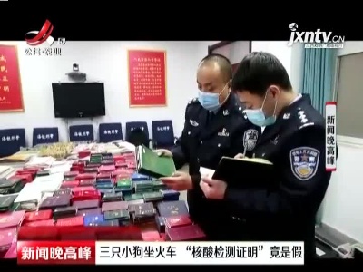 洛阳：三只小狗坐火车  “核酸检测证明”竟是假
