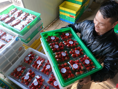 南昌市民舌尖新宠：本地草莓“主打新鲜” 进口车厘子价格跳水 