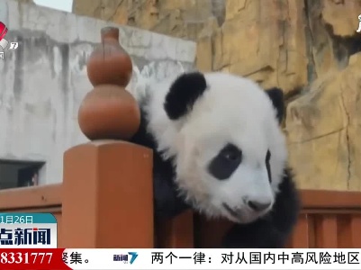 陕西：真“萌翻”！来看大熊猫宝宝爬围栏