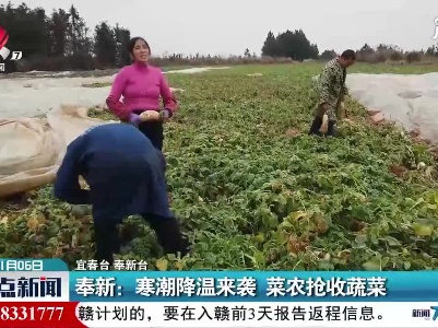 奉新：寒潮降温来袭  菜农抢收蔬菜
