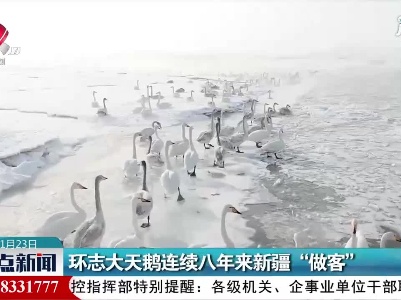 环志大天鹅连续八年来新疆“做客”