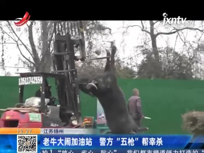 江苏扬州：老牛大闹加油站 警方“五枪”帮宰杀