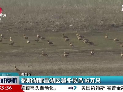 鄱阳湖都昌湖区越冬候鸟16万只