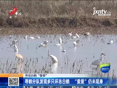 【寻找白鹤“爱爱”】寻鹤分队发现多只环志白鹤 “爱爱”仍未现身