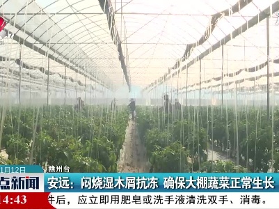 安远：闷烧湿木屑抗冻 确保大棚蔬菜正常生长