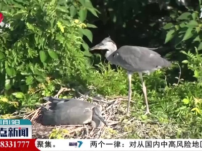 鄱阳湖：首批3000只夏候鸟飞抵