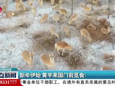 内蒙古：新年伊始 黄羊来国门前觅食！