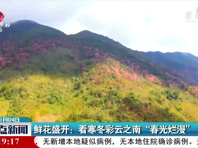 鲜花盛开：看寒冬彩云之南“春光烂漫”