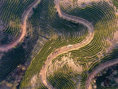 航拍遂川千亩茶叶种植基地 层层叠叠如大地“指纹”  