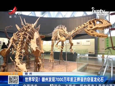 赣州：世界罕见！赣州发现7000万年前正孵蛋的窃蛋龙化石