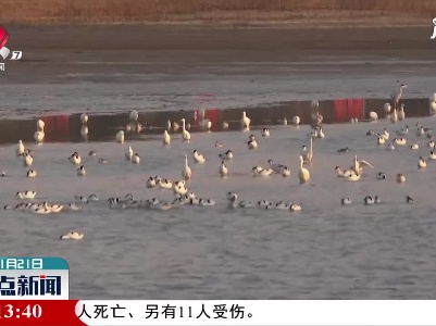 九江：鄱阳湖越冬水鸟增至68万余只
