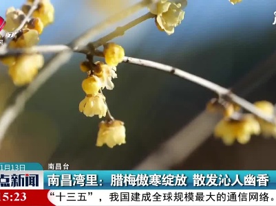 南昌湾里：腊梅傲寒绽放 散发沁人幽香