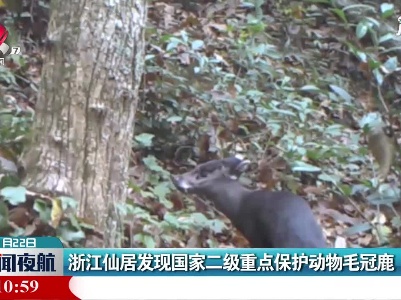浙江仙居发现国家二级重点保护动物毛冠鹿