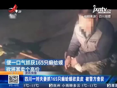 四川一对夫妻抓165只癞蛤蟆欲卖皮 被警方查获