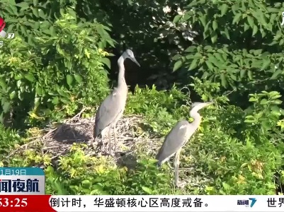 鄱阳湖：首批3000只夏候鸟飞抵
