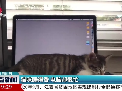 猫咪睡得香 电脑却很忙
