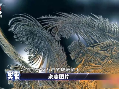 黑龙江冰雪在玻璃窗上 开出了各种各样的“花”