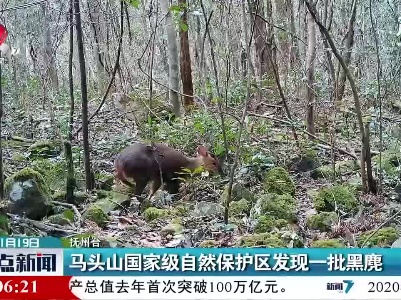 抚州：马头山国家级自然保护区发现一批黑麂