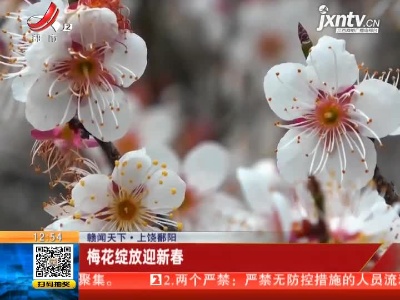【赣闻天下】上饶鄱阳：梅花绽放迎新春