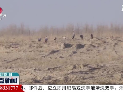 千只灰鹤飞抵新疆车尔臣河