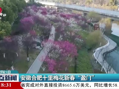 安徽合肥十里梅花新春“盈门”