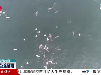 印太江豚现身广西涠洲岛海域