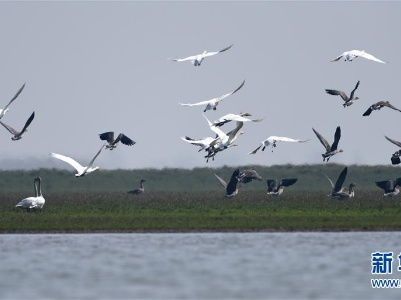 习近平关心湿地保护的故事