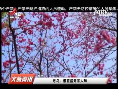 赣州寻乌：樱花盛开惹人醉