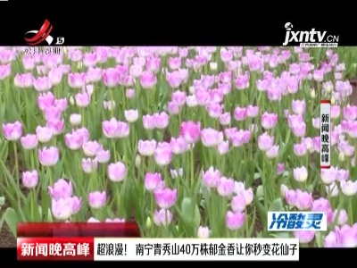 超浪漫！ 南宁青秀山40万株郁金香让你秒变花仙子