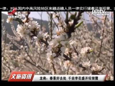 赣州龙南：春景好去处 千亩李花盛开似银霞