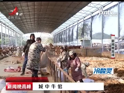 新余：城中牛倌