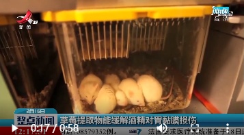 草莓提取物能缓解酒精对胃黏膜损伤