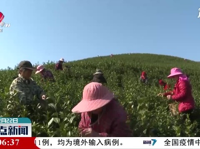 【一年之计在于春】都昌：春日早茶香 茶农采茶忙