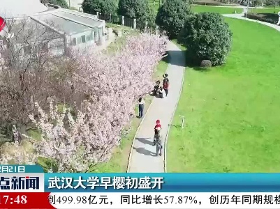 武汉大学早樱初盛开