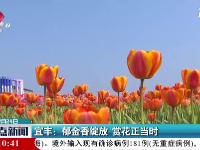 宜丰：郁金香绽放 赏花正当时