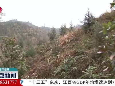 【新春走基层】泰和·荒山变青山：镇办林场的变迁