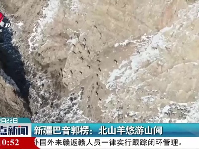 新疆巴音郭楞：北山羊悠游山间