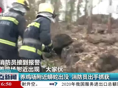 广西：养鸡场附近蟒蛇出没 消防员出手抓获