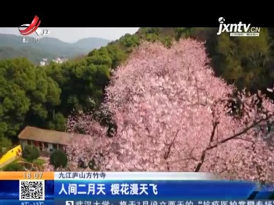 九江庐山方竹寺：人间二月天 樱花漫天飞